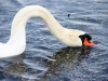 ANIMALI