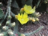FIORI