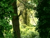 PARCO DELLA CELLULOSA